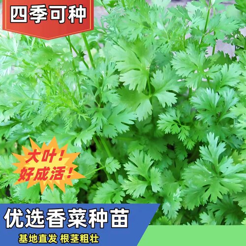 香菜种子种苗山东老香菜秧苗种子荠菜种子苗芫荽种子四季高产阳台