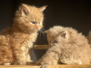 缅因宠物活物小猫幼猫田园猫橘猫橘白猫白猫咪宠物猫奶牛