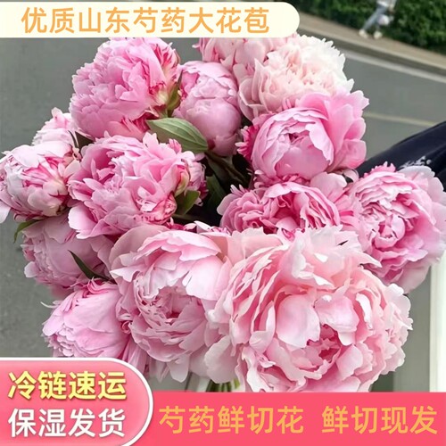 山东重瓣芍药鲜花牡丹鲜切花