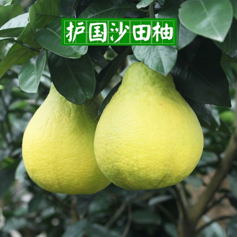 四川泸州特产正宗纯甜护国沙田柚子脆香甜护国柚新鲜当季水果超甜