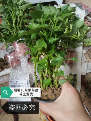 带根发货食叶型番薯种植苗台农71号吃叶红薯叶福薯18号种植苗包邮