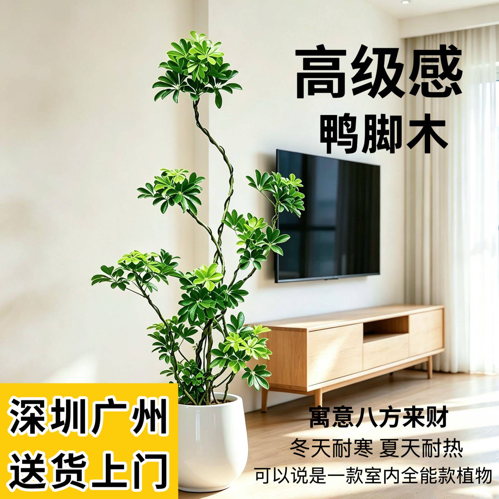 鸭脚木造型盆栽七叶莲招财树客厅办公室网红绿植净化空气乔迁开业