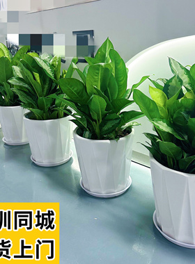 雅丽皇后盆栽中型走廊绿植办公室内前台绿色植物净化空气好养活