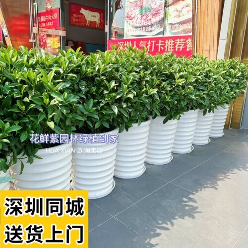 非洲茉莉花苗盆栽四季常青大型绿植办公室内客厅阳台植物深圳配送