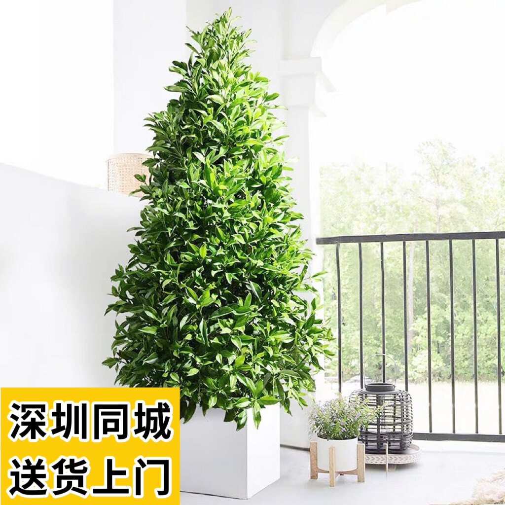 非洲茉莉盆栽大堂前台办公室大型网红绿植花卉植物净化空气大绿植