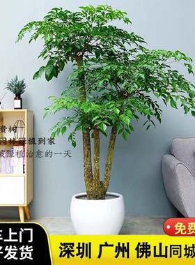 富贵树大棵绿植办公室前台接待喜阳大型盆栽幸福树绿植深圳配送