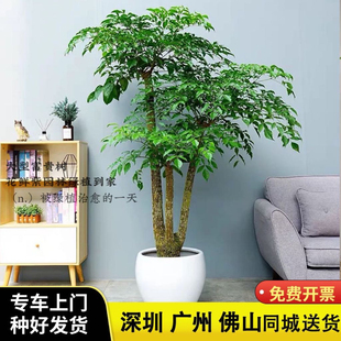 富贵树大棵绿植办公室前台接待喜阳大型盆栽幸福树绿植深圳配送