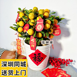 年桔带果金桔树盆栽年宵花新年开业乔迁办公室摆件客厅招财四季桔