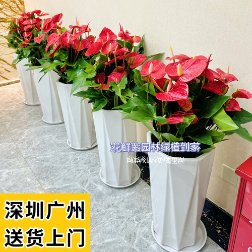 大盆红掌花客厅办公室前台落地绿植盆栽净化空气水培观花盆景植物