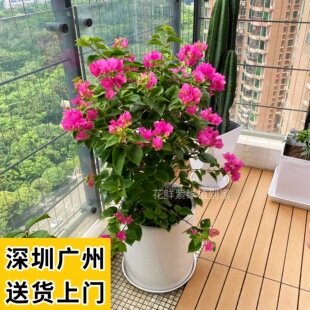 三角梅盆栽勒杜鹃花卉植物室外阳台喜阳植物好养易活深圳同城送货