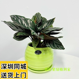 青纹竹芋双线竹芋盆栽植物室内四季好养花卉办公桌面绿植客厅桌面