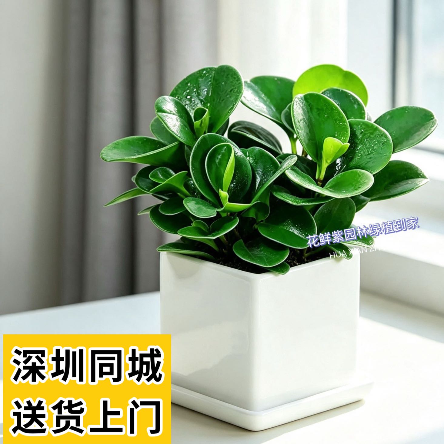 豆瓣绿盆栽多肉植物水培花卉植物室内客厅桌面绿植碧玉净化空气
