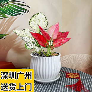 白如意绿植室内小盆栽桌面工位高级感客厅好养活皇后竹芋观叶植物