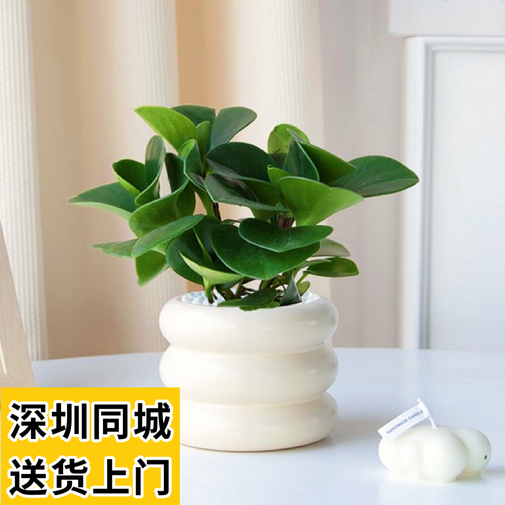 豆瓣绿盆栽多肉植物水培花卉植物室内客厅桌面绿植碧玉净化空气