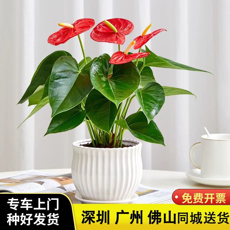 红掌盆栽好养活花卉办公室内盆栽鸿运当头盆栽深圳送货