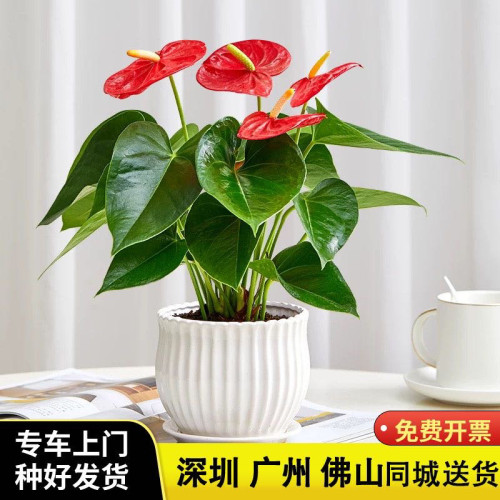 红掌盆栽好养活花卉办公室内盆栽鸿运当头盆栽深圳送货