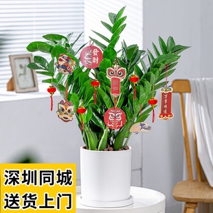 金钱树盆栽招财纳福植物室内客厅办公室桌面绿植大棵送礼花卉盆景