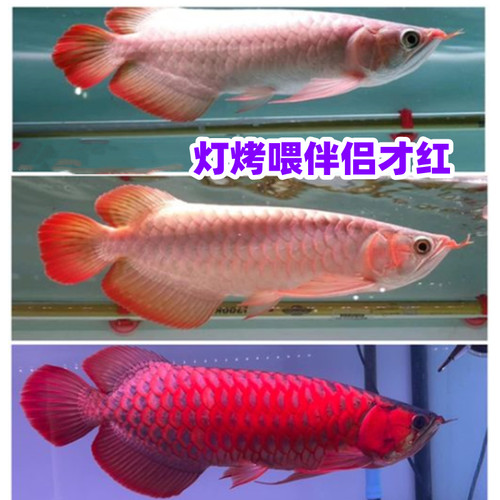 伴侣大马黑哥饲料增颜色中国龙鱼