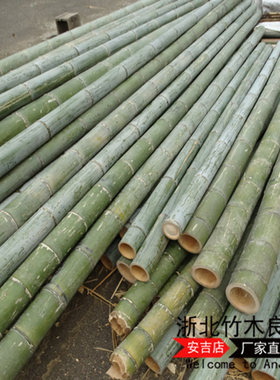 绿色青楠竹子大棚种菜竹竿婚庆支撑杆菜园固定道具插花固定支架