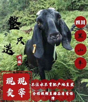 农家散养正宗黑山羊肉新鲜带皮生