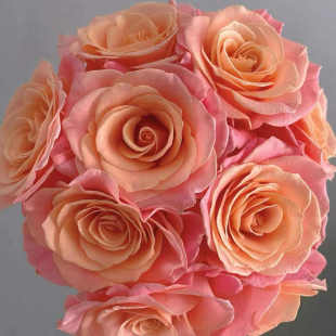 包邮 云南新鲜鲜花全店任意2件 送货上门 朱小姐玫瑰20支