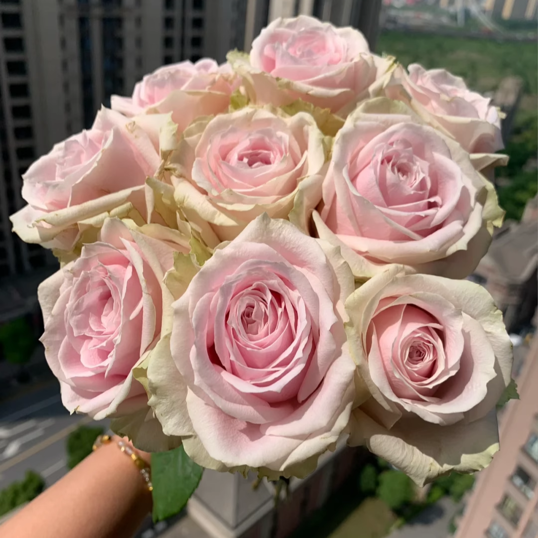 粉红雪山玫瑰10支【全店任意2件顺丰京东冷链包邮】云南鲜花