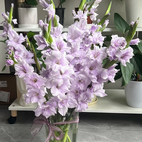 【香芋紫剑兰10支】云南鲜花任意两件顺丰京东包邮