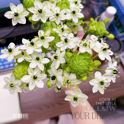 【天鹅绒】伯利恒之星花期久云南鲜花 全店任意两件顺丰京东包邮
