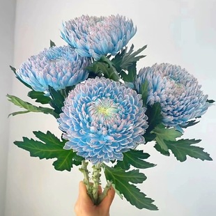 包邮 云南新鲜鲜花全店任意2件 送货上门 丰岛青花瓷牡丹菊5支