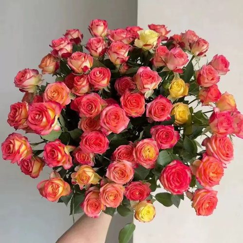 爱丽丝多头泡泡10支云南新鲜鲜花全店任意2件包邮送货上门