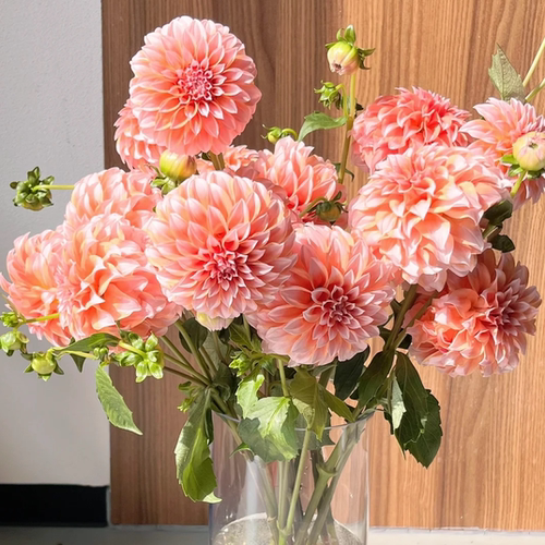 大丽花奶油桃子【全店任意满两件发顺丰京东】新鲜鲜花基地直发