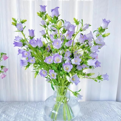 【风铃花1扎】云南新鲜鲜花 全店任意2件包邮送货上门