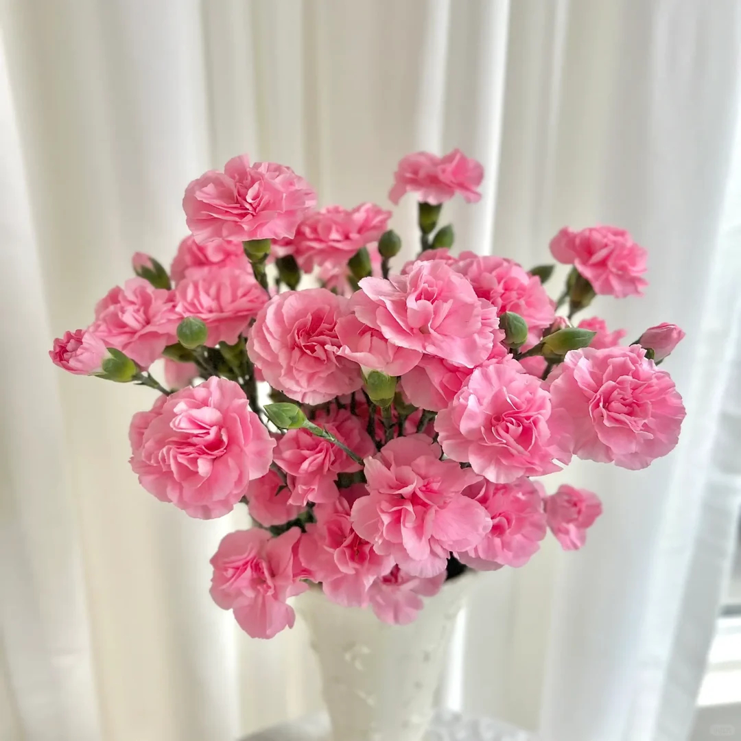 【珍珠粉多头康乃馨20支】云南新鲜鲜花 全店任意2件顺丰送货上门