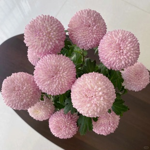 包邮 云南新鲜鲜花全店任意2件 送货上门 粉色乒乓菊10支