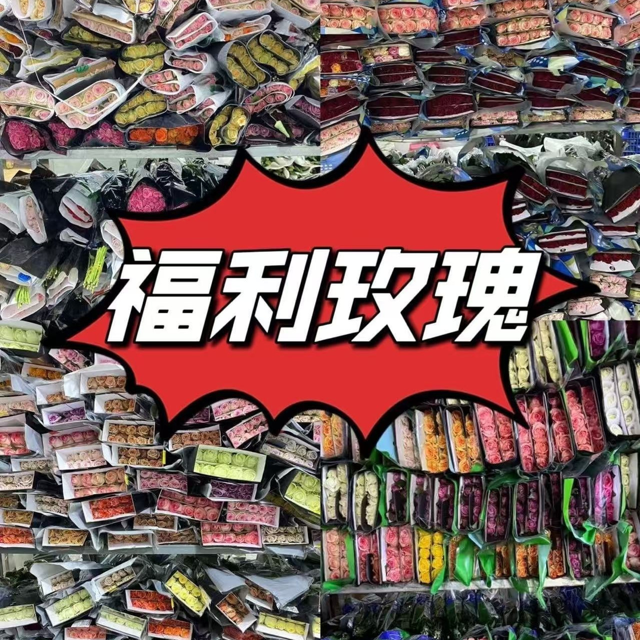 （盲盒福利）50支方德40CM短腿玫瑰3-5个品种 【顺丰京东包邮】