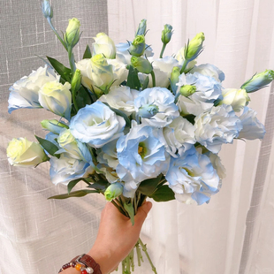 包邮 云南新鲜鲜花全店任意2件 送货上门 碎冰蓝洋桔梗400g