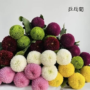 乒乓菊鲜花新鲜搭配花云南基地直发配花水养任意2件 送货上门 包邮