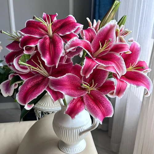 【黑美人百合】云南新鲜鲜花香水百合 全店任意两件顺丰京东包邮