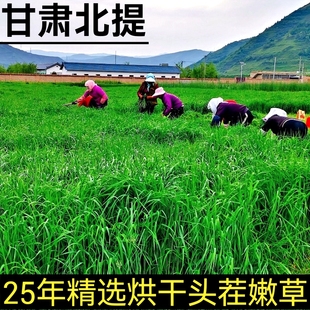 25年烘干北提摩西草500g 兔兔干草龙猫荷兰猪粮草饲料摩西提草 包邮