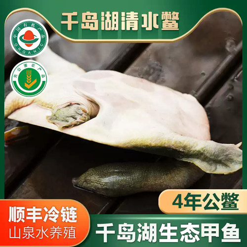 千岛湖鲜活老鳖食用外塘生态甲鱼