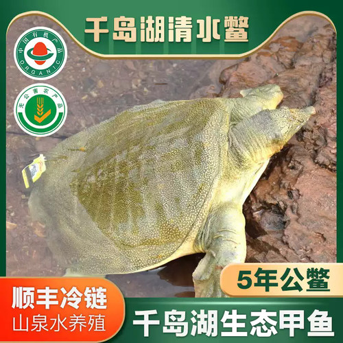 千岛湖鲜活生态老鳖食用甲鱼