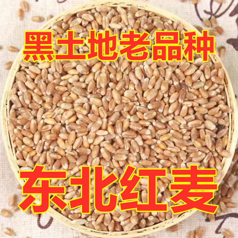 新东北红皮小麦粒生麦芽磨面打麦仁鸽子粮鸡鸭鹅粮钓鱼打窝老品种