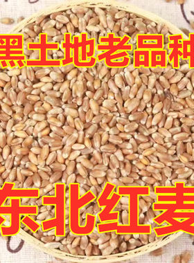 新东北红皮小麦粒生麦芽磨面打麦仁鸽子粮鸡鸭鹅粮钓鱼打窝老品种