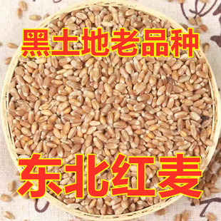 新东北红皮小麦粒生麦芽磨面打麦仁鸽子粮鸡鸭鹅粮钓鱼打窝老品种