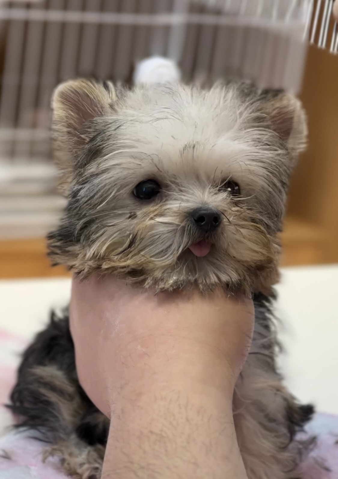 北京约克夏幼犬纯种活体幼崽金头狗狗
