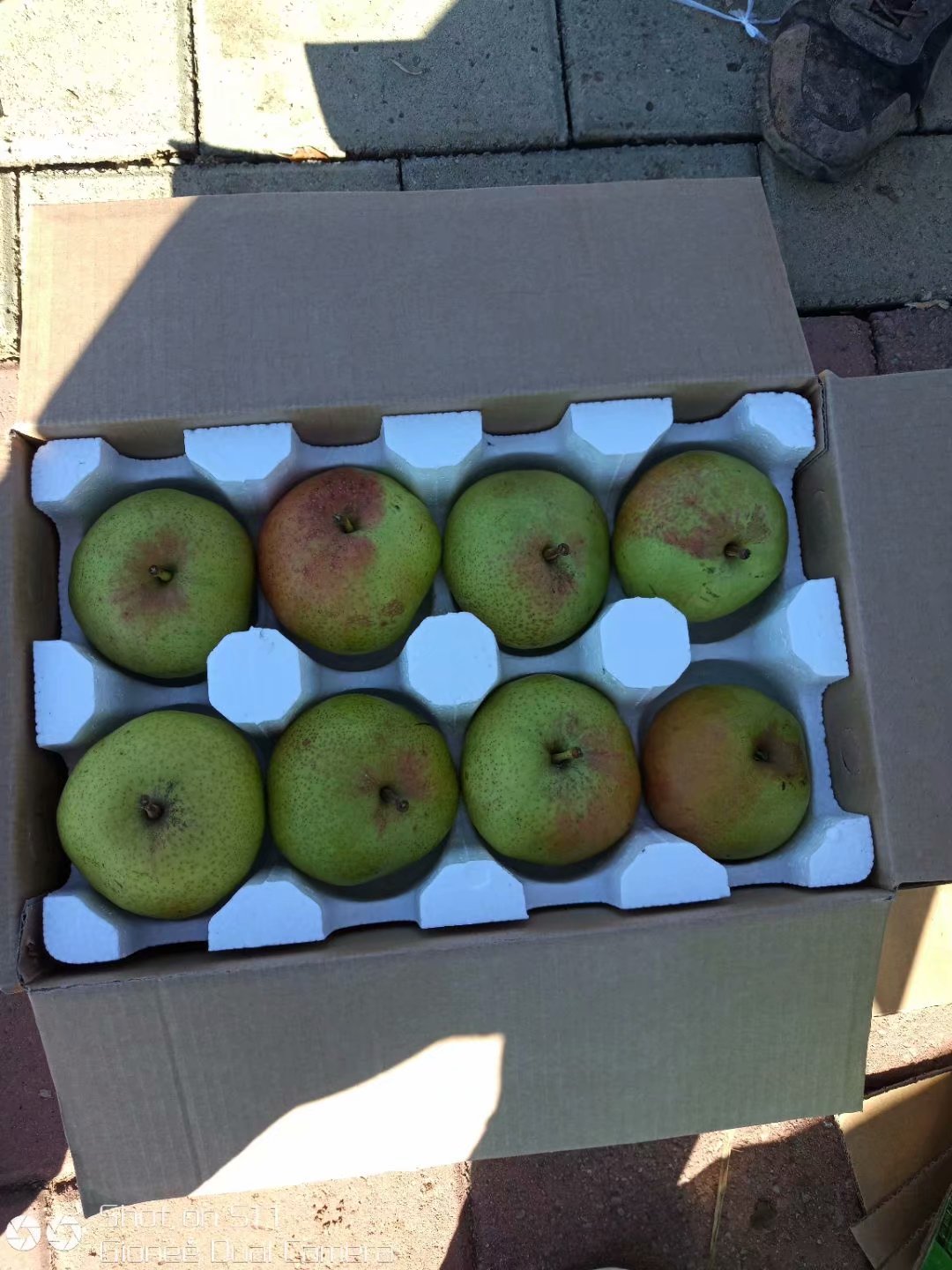 当季水果苹果梨脆甜多汁新鲜10斤