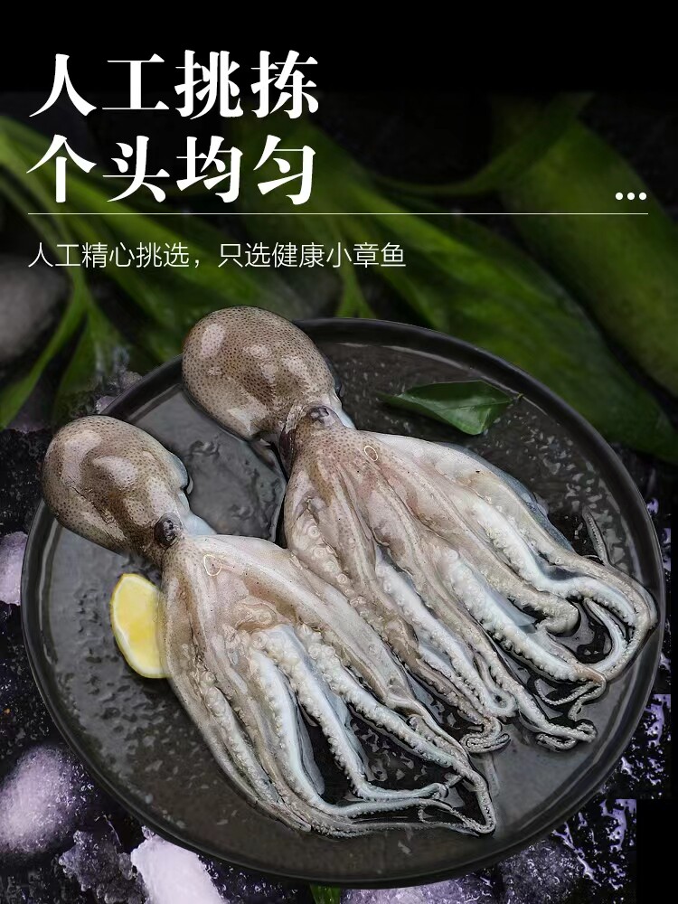 新鲜小章鱼麻辣海鲜食材八爪鱼