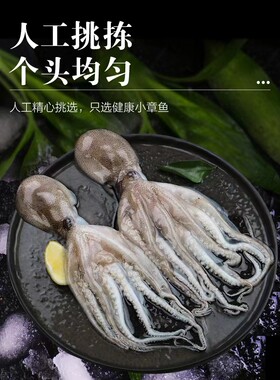 新鲜小章鱼麻辣海鲜食材八爪鱼