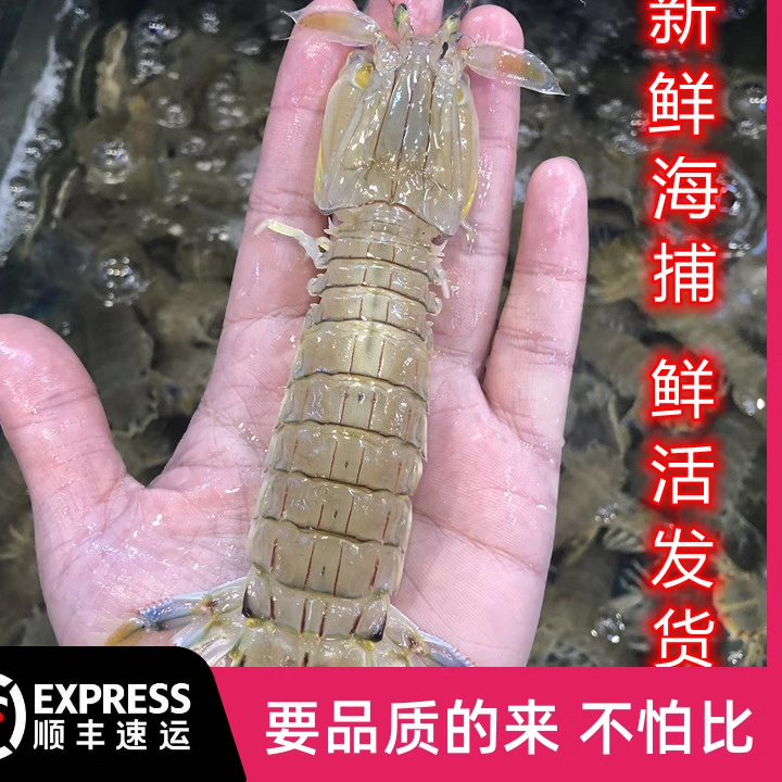 皮皮虾鲜活海捕琵琶虾富贵虾濑尿虾虾爬子活虾虎青岛海鲜2斤装