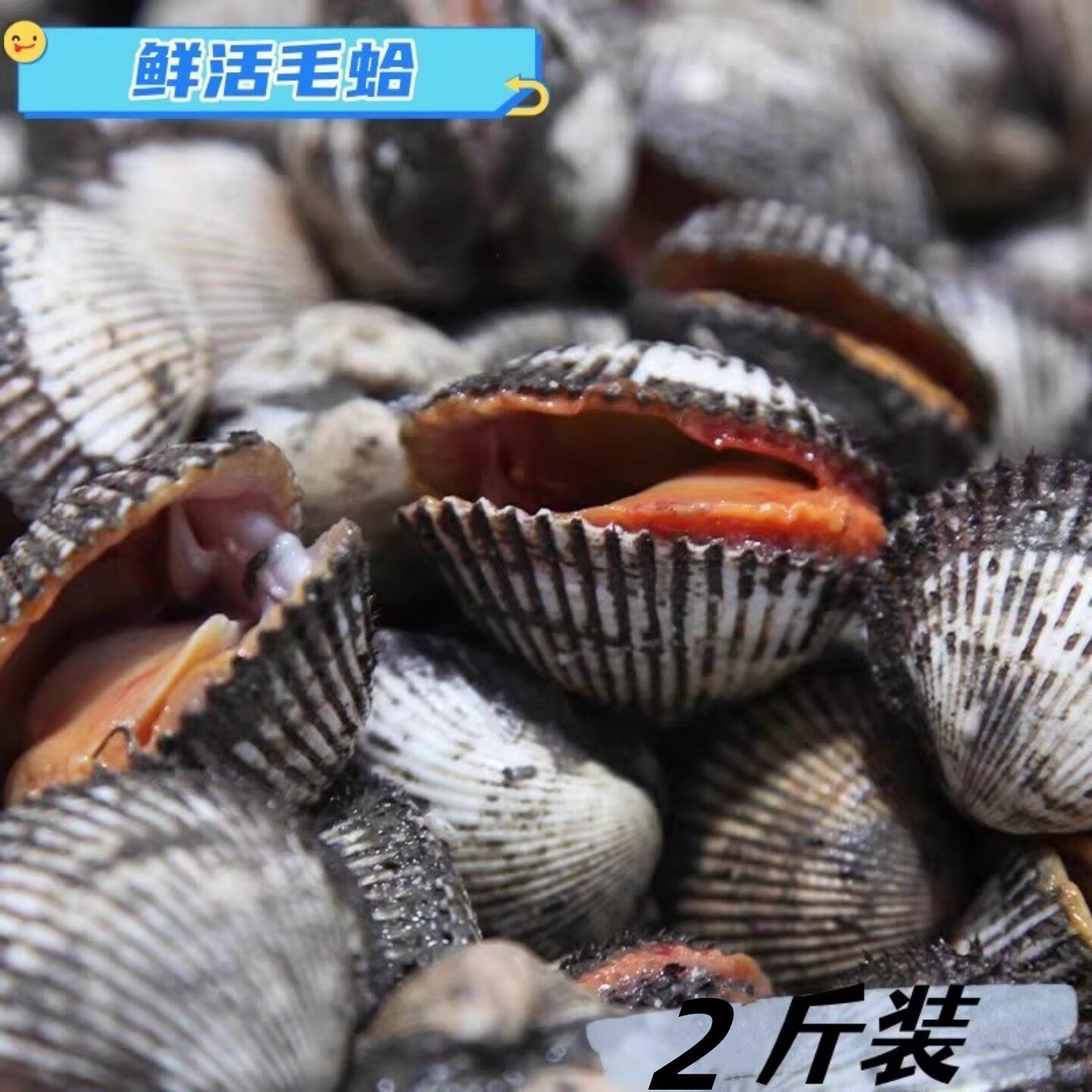 海鲜水产鲜活贝类毛蛤薛蛤